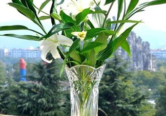 富貴竹有幾個(gè)品種？富貴竹有種子嗎？