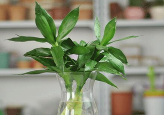 富貴竹有毒嗎？富貴竹有什么作用？