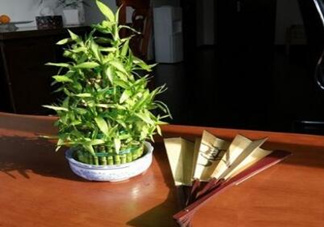 富貴竹葉子發(fā)黃怎么辦？富貴竹怎么養(yǎng)才能更旺盛？