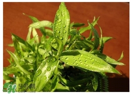 富貴竹葉子發(fā)黃怎么辦？富貴竹怎么養(yǎng)才能更旺盛？