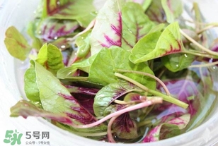 莧菜怎么洗？莧菜怎么擇