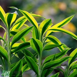 富貴竹有幾個(gè)品種？富貴竹有種子嗎？