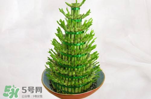 富貴竹可以和百合一起養(yǎng)嗎？富貴竹可以和什么花養(yǎng)？