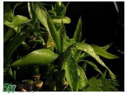 富貴竹葉子發(fā)黃怎么辦？富貴竹怎么養(yǎng)才能更旺盛？