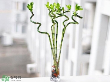 富貴竹有毒嗎？富貴竹有什么作用？