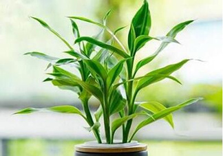 富貴竹可以和百合一起養(yǎng)嗎？富貴竹可以和什么花養(yǎng)？