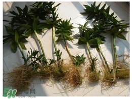 富貴竹葉子發(fā)黃怎么辦？富貴竹怎么養(yǎng)才能更旺盛？