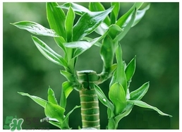 富貴竹葉子發(fā)黃怎么辦？富貴竹怎么養(yǎng)才能更旺盛？