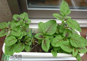 莧菜怎么種？莧菜如何種植