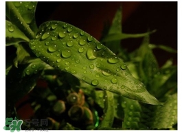 富貴竹葉子發(fā)黃怎么辦？富貴竹怎么養(yǎng)才能更旺盛？