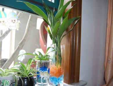 富貴竹有毒嗎？富貴竹有什么作用？