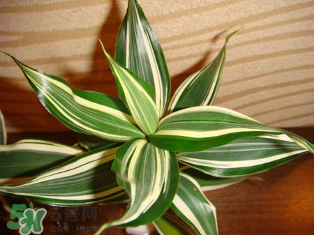 富貴竹有幾個(gè)品種？富貴竹有種子嗎？