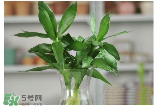 富貴竹葉子發(fā)黃怎么辦？富貴竹怎么養(yǎng)才能更旺盛？