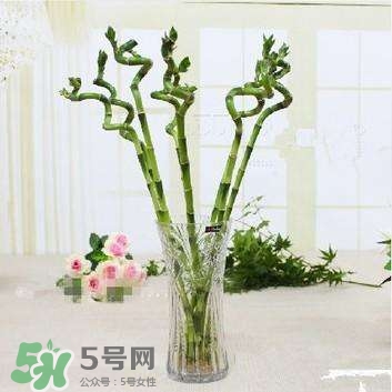 富貴竹有幾個(gè)品種？富貴竹有種子嗎？