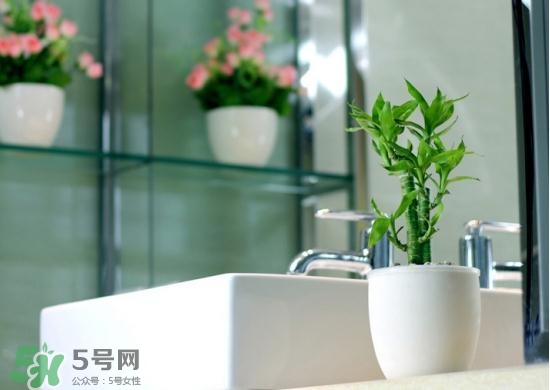 富貴竹有毒嗎？富貴竹有什么作用？