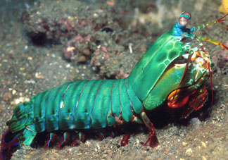 ?皮皮蝦發(fā)綠能吃嗎？?皮皮蝦變綠了還能吃嗎？