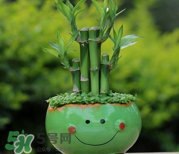 富貴竹可以和百合一起養(yǎng)嗎？富貴竹可以和什么花養(yǎng)？