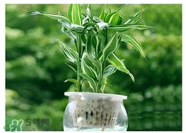 富貴竹葉子發(fā)黃怎么辦？富貴竹怎么養(yǎng)才能更旺盛？