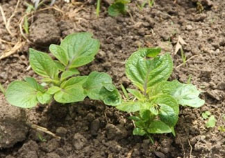 谷雨能種土豆嗎？谷雨前后能種土豆嗎？