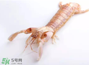 皮皮蝦什么時候有籽？皮皮蝦幾月份有籽？