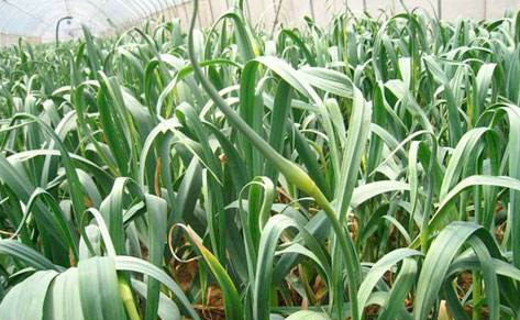 蒜苔如何采摘？蒜苔的采摘技術