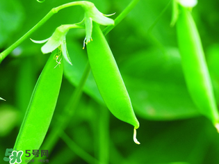 荷蘭豆能生吃嗎？荷蘭豆生的可以吃嗎？