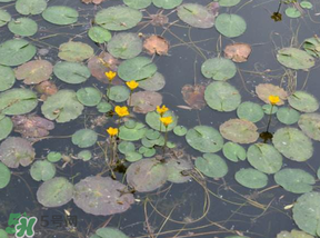 莼菜不能和什么一起吃？莼菜和什么相克？