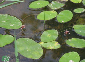莼菜不能和什么一起吃？莼菜和什么相克？