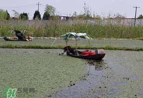 莼菜不能和什么一起吃？莼菜和什么相克？