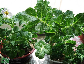 谷雨能種土豆嗎？谷雨前后能種土豆嗎？