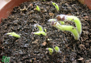 谷雨能種土豆嗎？谷雨前后能種土豆嗎？