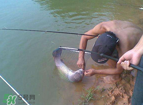 谷雨好釣魚嗎？谷雨釣魚用什么餌料？