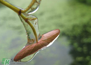 莼菜怎么洗？買來的莼菜怎么洗？