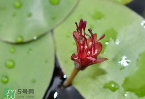 莼菜多少錢一斤？莼菜多少錢一斤2017？