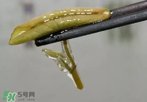 莼菜多少錢一斤？莼菜多少錢一斤2017？