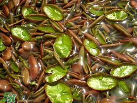 莼菜可以生吃嗎？莼菜怎么吃？