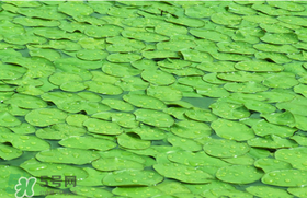 莼菜可以生吃嗎？莼菜怎么吃？