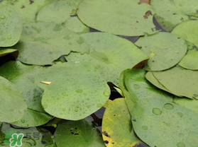 孕婦可以吃莼菜嗎？莼菜孕婦能吃嗎？