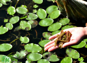 孕婦可以吃莼菜嗎？莼菜孕婦能吃嗎？