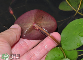 ?莼菜什么時(shí)節(jié)有？莼菜什么時(shí)候采摘？