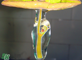 莼菜能放冰箱嗎？莼菜怎么保存？