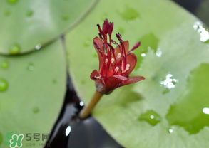 莼菜能放冰箱嗎？莼菜怎么保存？