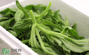 冰菜什么人不適宜吃？冰菜什么體質(zhì)不能吃？