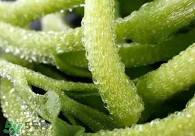 冰草什么人不能吃？冰草什么體質不能吃？