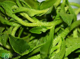 冰草什么人不能吃？冰草什么體質不能吃？