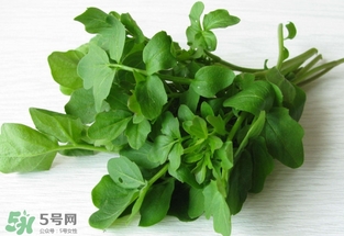 西洋菜是什么菜？西洋菜是什么樣的