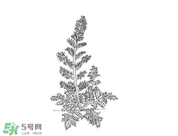 白蒿孕婦能吃嗎？孕婦可以吃白蒿嗎？