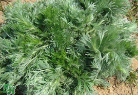 白蒿孕婦能吃嗎？孕婦可以吃白蒿嗎？