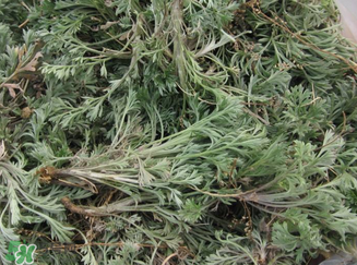 白蒿孕婦能吃嗎？孕婦可以吃白蒿嗎？