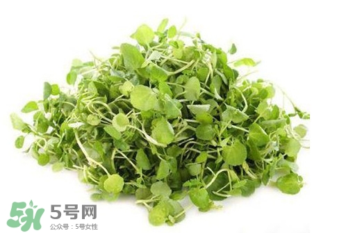 孕婦能吃西洋菜嗎？孕婦可以吃西洋菜嗎